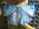 Pretty butterfly
